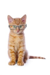 Funny red kitten in nerd glasses looking at camera. Isolated on white background.