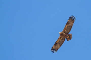  Steppe Eagle; Aquila Nipalensis