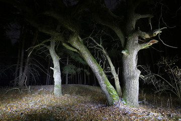 Wall Mural - oaks in night forest