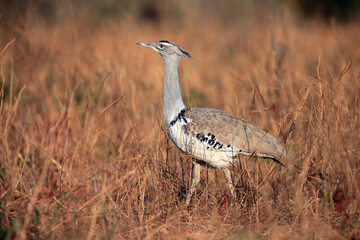 Poster - The Kori bustard (Ardeotis kori) step through the yellow grass. Africa's largest flying bird in the yellow grass.