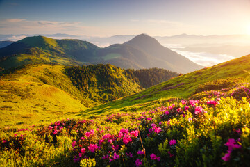 Sticker - Pink rhododendron flowers on a sunny day. Scenic image of the exotic place.