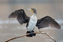 A Great Cormorant (Phalacrocorax Carbo) Drying Its Wings After A Swim At A Lake.