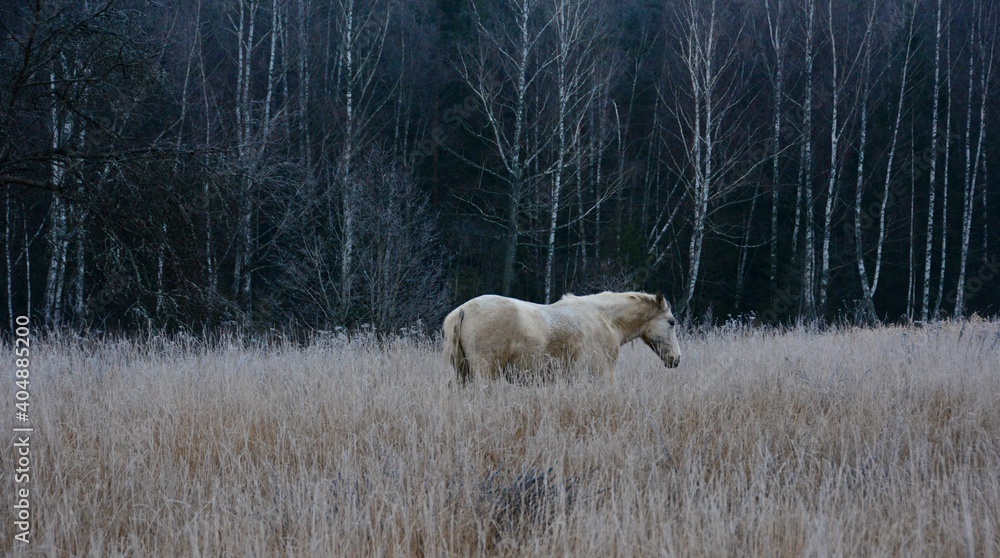 Horse In A Field - obrazy, fototapety, plakaty 