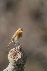 Wall Mural - Robin on tree trunk at sunrise (Erithacus rubecula)