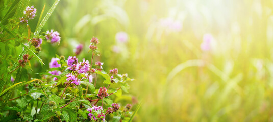 Sticker - Wild flowers among the greenery in bright sunlight, summer background