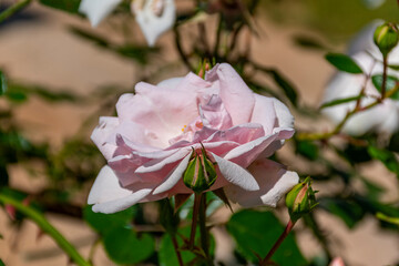 pink rose flower