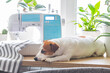The Jack Russell Terrier dog lies on a windowsill next to houseplants, a sewing machine. Eco-friendly home concept, home garden, houseplant care. Workplace for Hobbies, sewing, handicrafts.