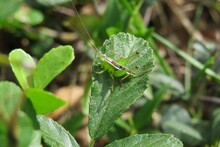 Green Tropical Grasshopper On A Leaf