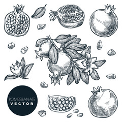 Wall Mural - Pomegranate tropical fruits set. Hand drawn sketch vector illustration. Harvest on branch, isolated design elements