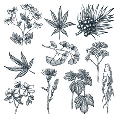 Wall Mural - Medicinal herbs and plants set. Natural herbal medicine or cosmetics ingredient sketch vector illustration