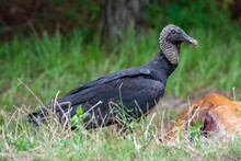 Black Vulture Feeding