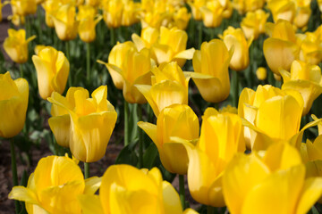 Field of blooming yellow tulips closeup. Spring background