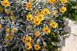 yellow gazania flowers in the garden
