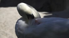 Mute Swan (Cygnus Olor) Cleans The Feathers On Its Back. Super Slow Motion 1000 Fps.
