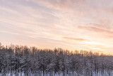 Fototapeta Na ścianę - sunset sky over winter forest golden hour