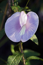 Spurred Butterfly Pea (Centrosema Virginianum). Called Wild Blue Vine, Blue Bell And Wild Pea Also