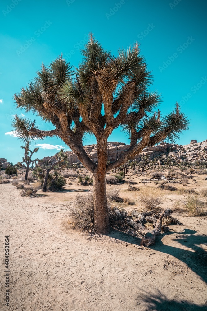 Trees On Desert Against Clear Blue Sky - obrazy, fototapety, plakaty 