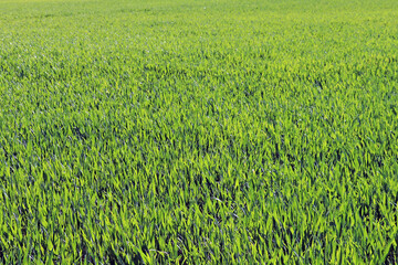 Green young wheat or barley field. Agriculture.