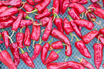 Wall Mural - Espelette chillies dried in a greenhouse in the Basque country
