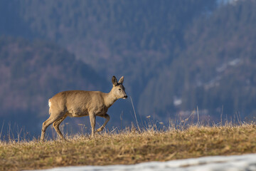 Wall Mural - European roe deer (Capreolus capreolus)