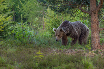 Wall Mural - European Brown Bear (Ursus arctos arctos), Slovakia