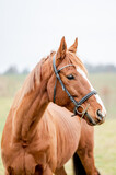 Fototapeta Konie - Portrait of a horse outside. Beautiful chestnut brown stallion mare.