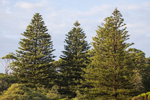Norfolk Island Pine Trees Growing Along An Australian N.S.W South Coast Beach