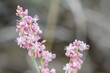Redroot buckwheat (Eriogonum davidsonii) is an erect perennial herb in the knotweed family (Polygonaceae). This native wild flower has white to pink tepals.