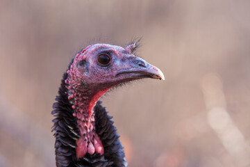 Sticker - wild turkey (Meleagris gallopavo)