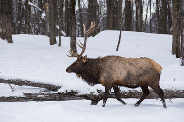 Poster - The elk (Cervus canadensis) or wapiti in winter