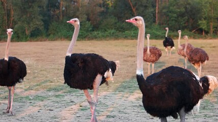 Beautiful big ostriches at poultry farm. Wild birds walking on the field.