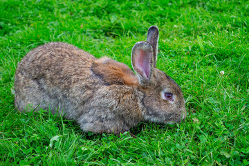 Broun bunny rabbit outdoors. Sitting on green grass in garden.