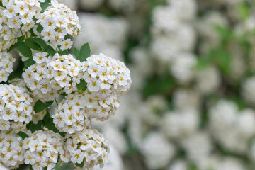 Wall Mural - White flowering shrub background.