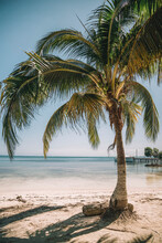 Palm Tree On Beach Shore
