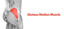 Human Muscular System Leg Muscles Gluteus Medius Muscle Anatomy