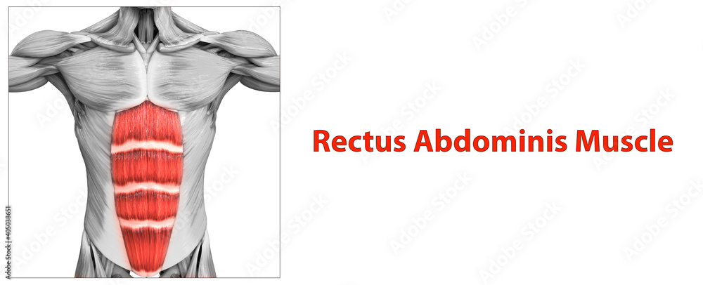 Human Muscular System Torso Muscles Rectus Abdominis Muscle Anatomy ...