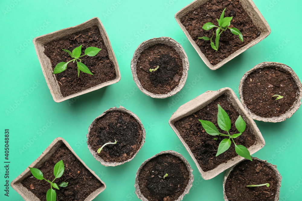 Plants seedlings in peat pots on color background