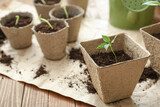 Fototapeta  - Plants seedlings in peat pots on parchment