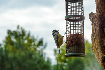 pretty blue tit hang on its feeder in the garden in spring