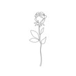 Rpse Continuous One Line Drawing. Black Line Floral Sketch on White Background. Flower Rose Trendy Minimalist Vector Illustration for T-shirt, Slogan Design Print. Vector EPS 10.