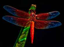 Red Dragonfly On Focus Photography ]