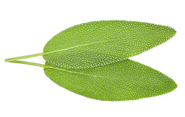 Wall Mural - Top view of Sage herb isolated on white background