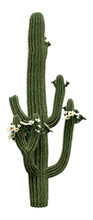 3D Rendering Saguaro Cactus On White