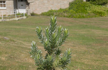 Green Foliage Of An Evergreen South African Pine Or Silver Tree (Leucadendron Argenteum) Growing In A Garden On The Island Of Tresco In The Isles Of Scilly, England, UK