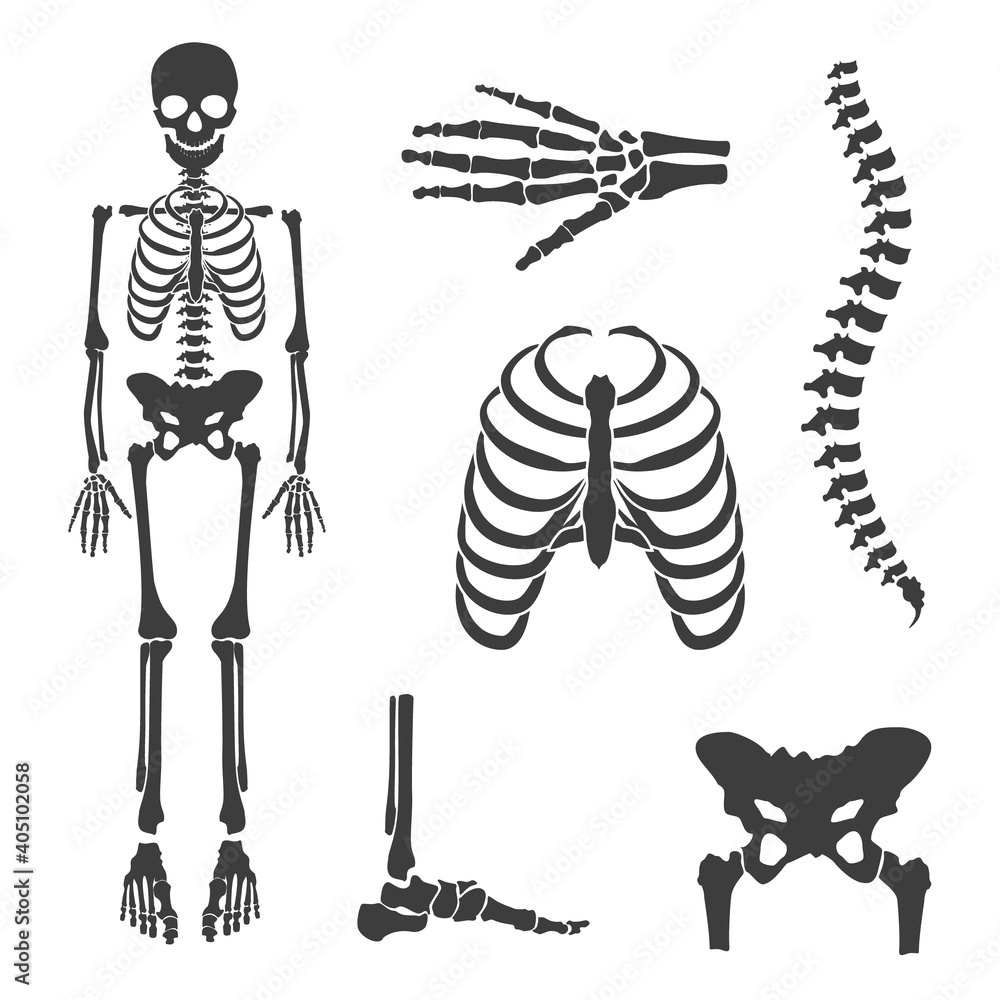 Human skeleton vector Stock Vector | Adobe Stock