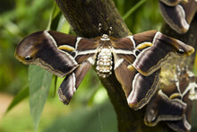 Open Moth Butterfly Perched On A Tree