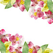 Beautiful floral background of alstroemeria. Isolated