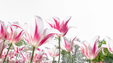 Weiß Rosa Tulpenfeld Isoliert Auf Weißem Hintergrund, Nahaufnahme Von Schräg Unten, Frühlings Konzept Frohe Ostern
