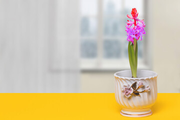 Wall Mural - Flower decoration background. Close-up of beautiful pink hyacinth with tender buds and fresh greenery in a decorative white vase on yellow desk over blurred windows background.