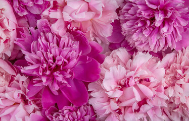  Background with pink peonies. Close-up peonies